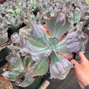 8” Echeverria HUGE bedroom sculpture