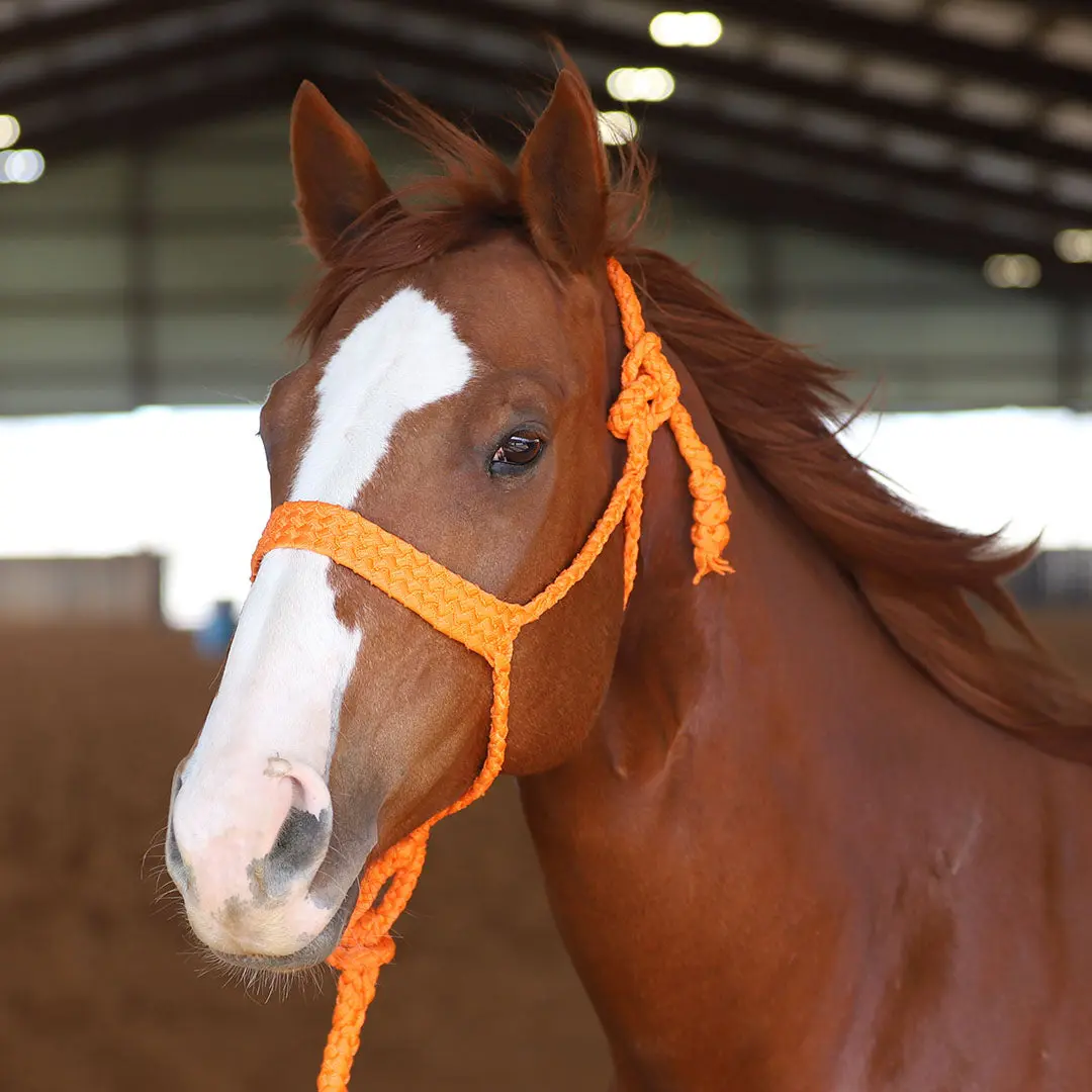 MULE TAPE HALTER