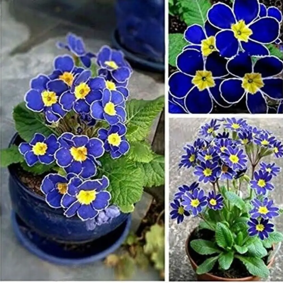 100pcsExotic Primrose Garden Seeds - Easy-to-plant Heirloom Flower Seeds for Vibrant Garden Decor
