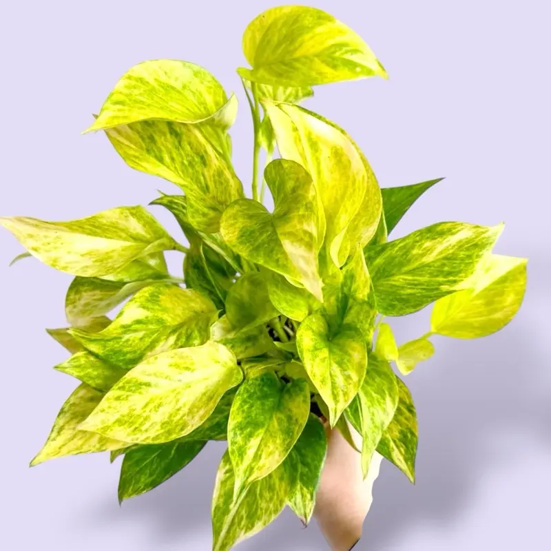 Neon Queen Pothos 4” - Easy Care Bright Hanging House Plant