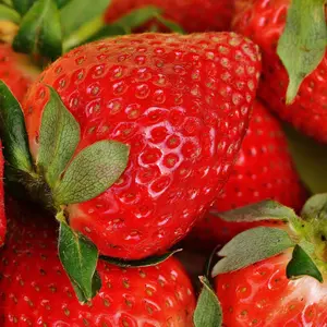 San Andreas Everbearing Strawberry Plants | Live Bare Root | Sweet, High-Yield Variety | Non-GMO | Hand Picked Nursery