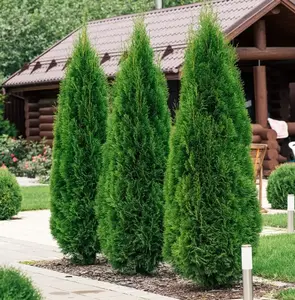 EMERALD GREEN Arborvitae Tree Thuja Occidentalis Plant 6-12" Tall 2.5" pot