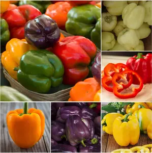 Non-GMO Heirloom Sweet Bell Pepper Seeds for Home Gardeners, Vegan Vegetables, Large Green & Red Peppers for Stuffing & Cooking, Premium Planting Seeds