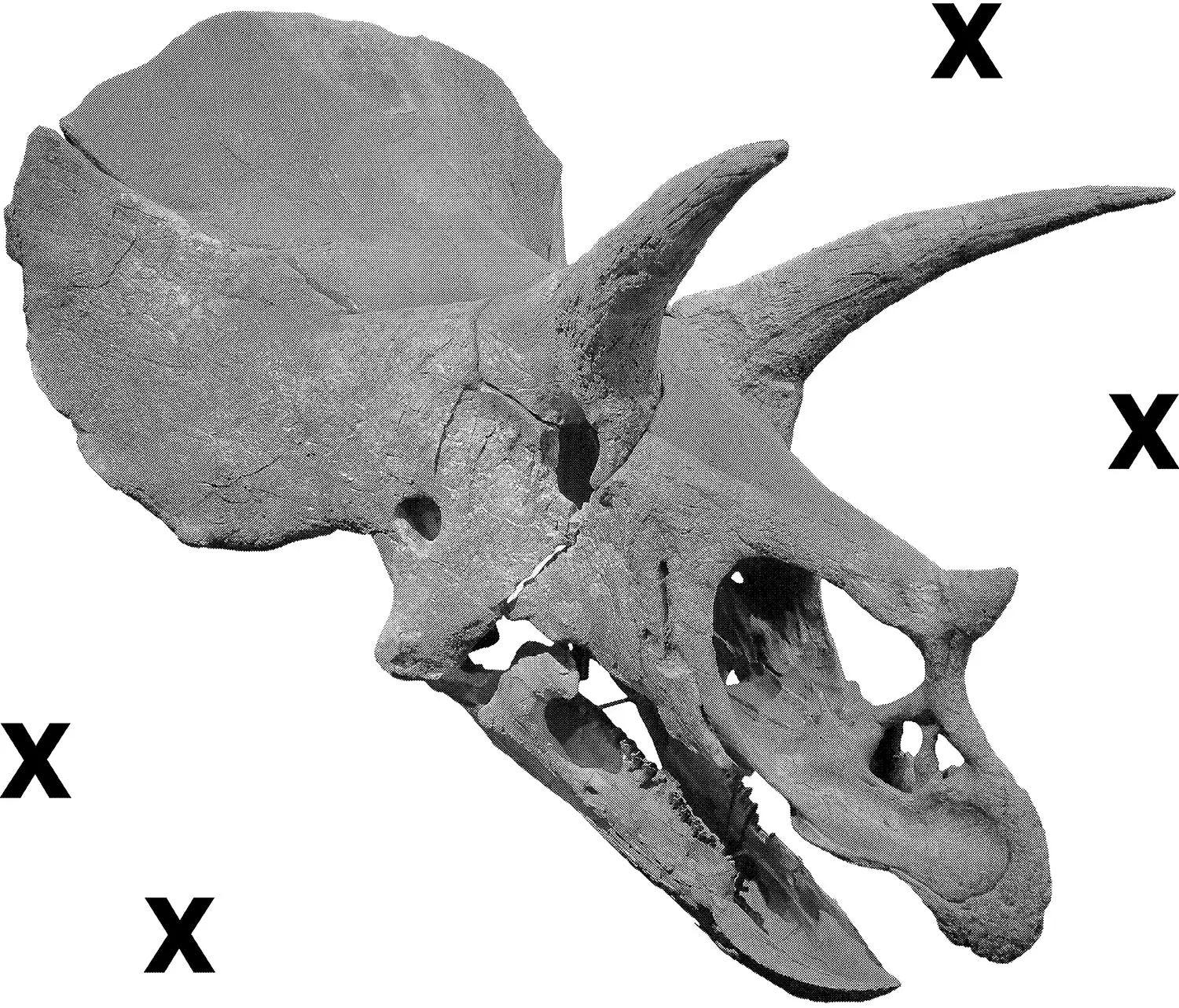 Dinosaur skeleton - Triceratops Fossil skull  - High Detail HD Airbrush Stencil