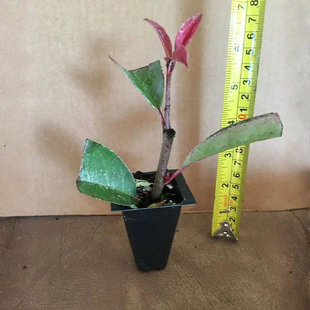 Photinia Red Tip (Photinia × fraseri) Live Starter Shrub Plants - Fast-Growing, Deer-Resistant Evergreen with Upright Shape, Colorful New Growth, Full Sun Tolerance, Easy Shaping for Home Improvement Privacy Hedge (ft-Scale Coverage)