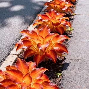 Hosta Seeds Perennial Shade Plant for Garden and Yard Non-GMO USA Made Easy Care Instructions for Versatile Growth in Shaded Areas