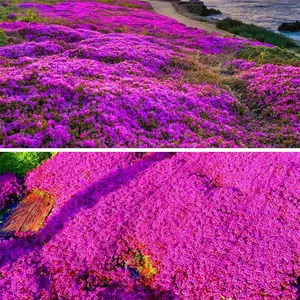 1000+PCS of creeping thyme seeds, a cold resistant perennial plant that can handle the heat of summer and the cold of winter