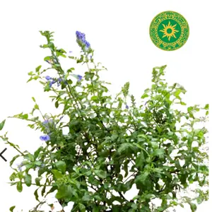 DEVELOPMENT DECK DEVELOPMENT DECK