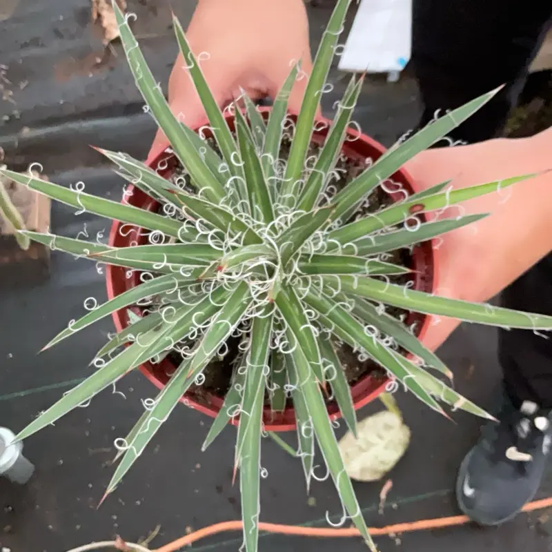 Agave leopatdi