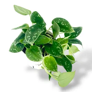 Satin Pothos, 4 Inch Pot, Live Plant Satin Pothos, 4 Inch Pot, Live Plant
