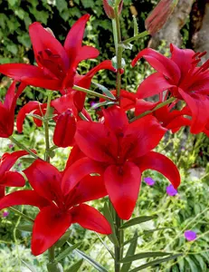 Red Highland Asiatic Lily Bulbs