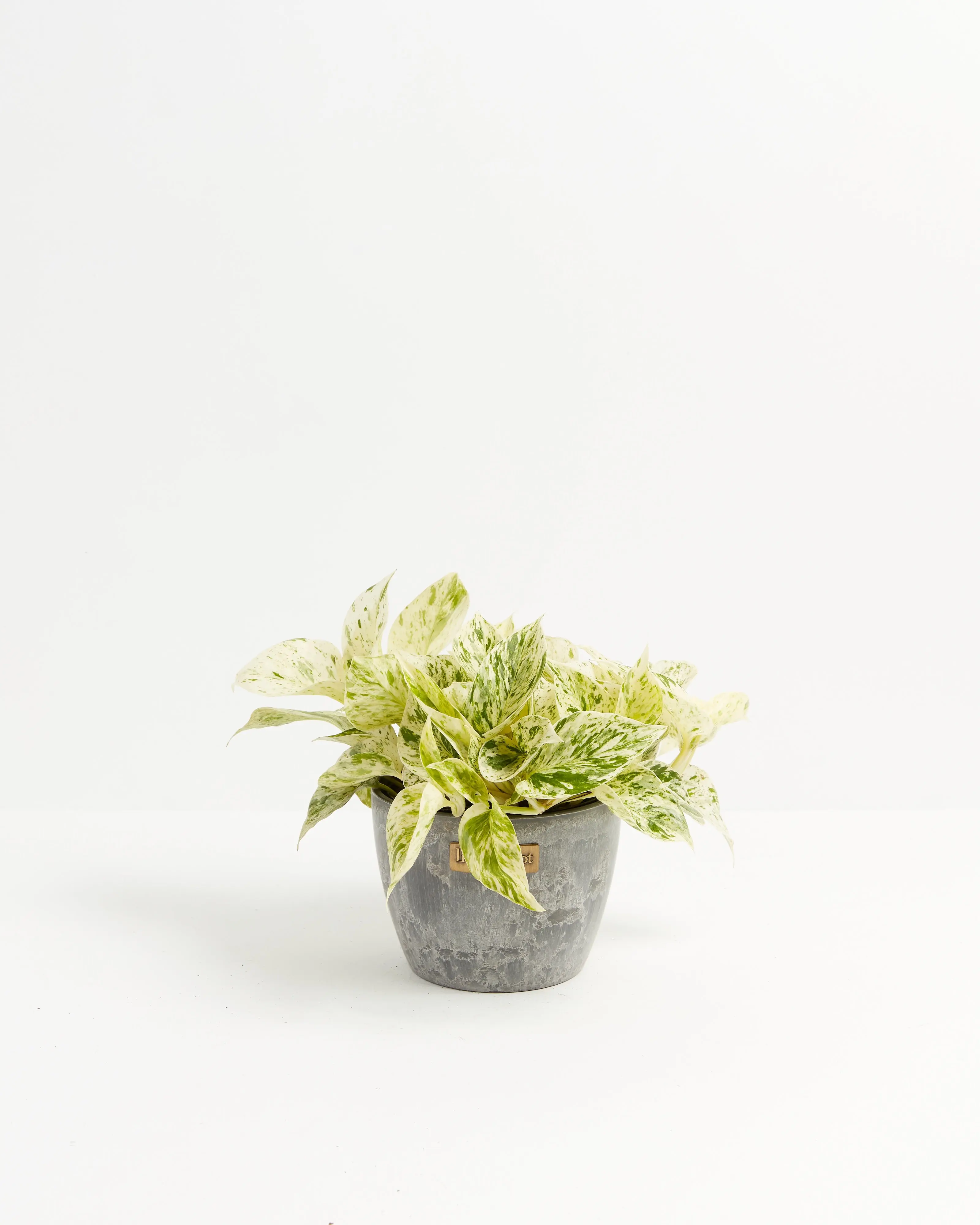 Marble Queen Pothos