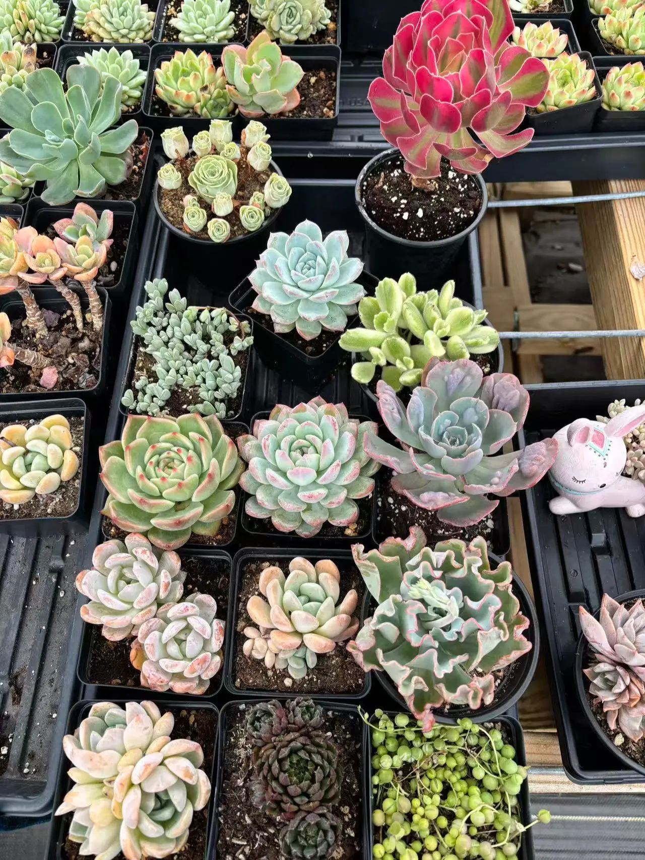 Colorful Succulents Combo – Easy-Care & Eye-Catching! – April Farm Colorful Succulents Combo – Easy-Care & Eye-Catching! – April Farm