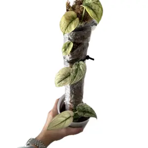 Scindapsus Mayari 7-leafs on moss pole. Rare