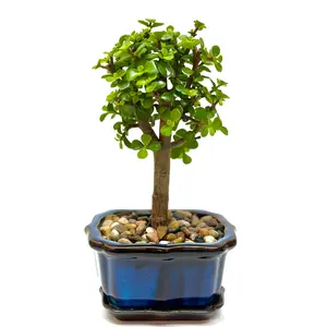 Jade Bonsai Elephant Bush 4” Potted Live Plant - Portulacaria Afra - Dwarf Jade - Flowering Indoor Bonsai - Succulent Tree - Thick Woody Trunk - Miniature Tree - Unique Gift - Easy Care Bonsai - Non-Toxic