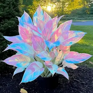 1000+ Iridescent Hosta Seeds Grow This Dreamy Pink Blue Foliage