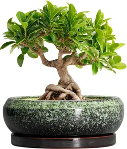 Transform Your Space with Our Elegant 8-Inch Retro Green Ceramic Bonsai Pot - Ideal for Succulents and Indoor/Outdoor Decor, Complete with Drainage and Saucer