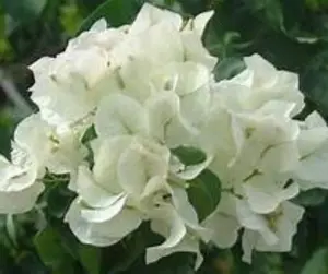 White Bougainvillea starter-Key West White - Live Rare Bougainvillea starter Plant ship in pot