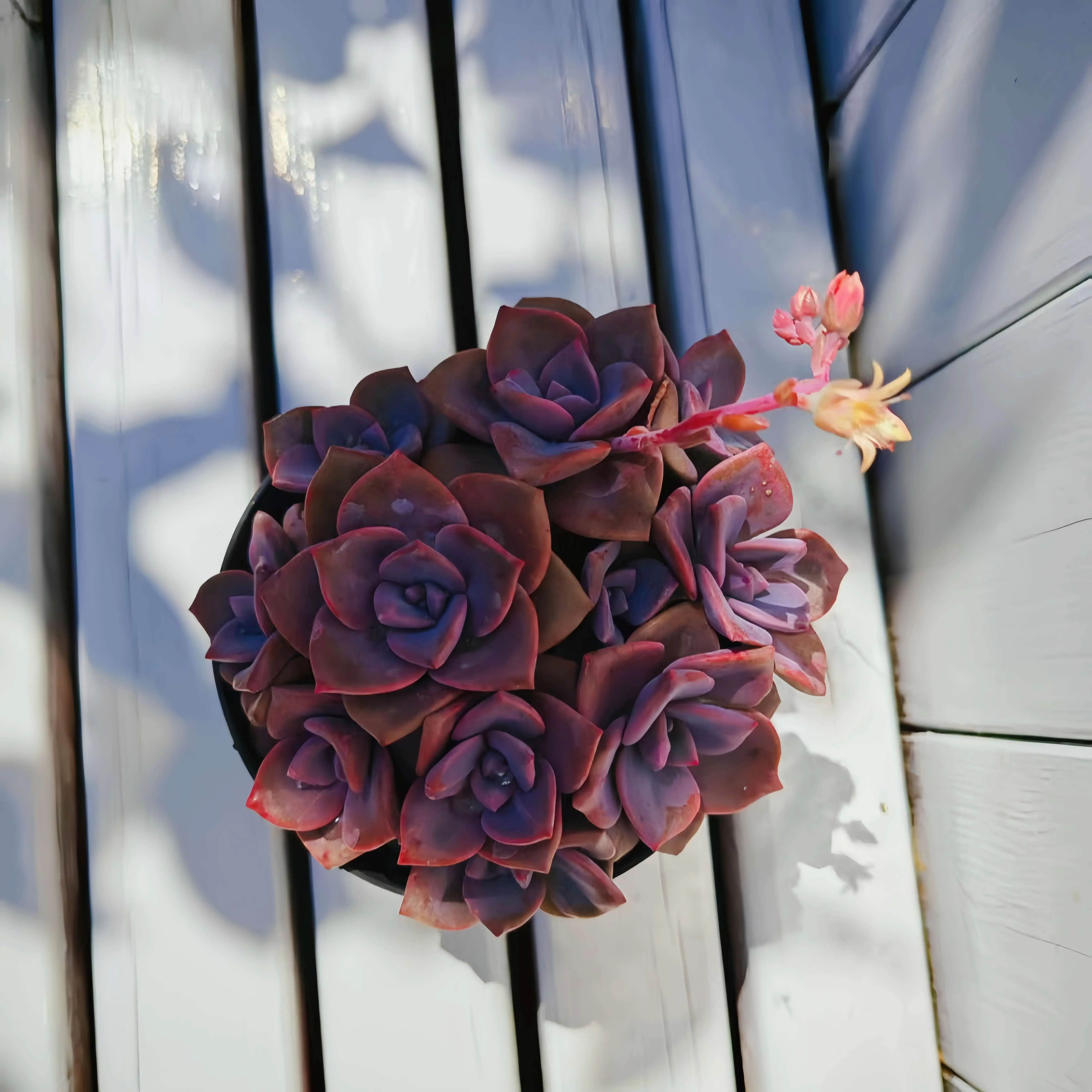 4pc  'Purple ' Live Succulent, 2 Inch Pot, Fully Rooted Rosette Plant, Low Maintenance Indoor Decor