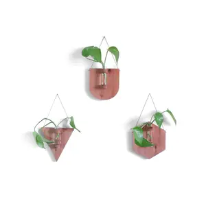 Cedar Propagation Station Trio