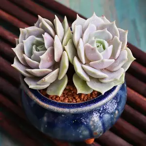 2"Live Succulent Lola