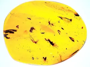 $125.00 Piece of Amber