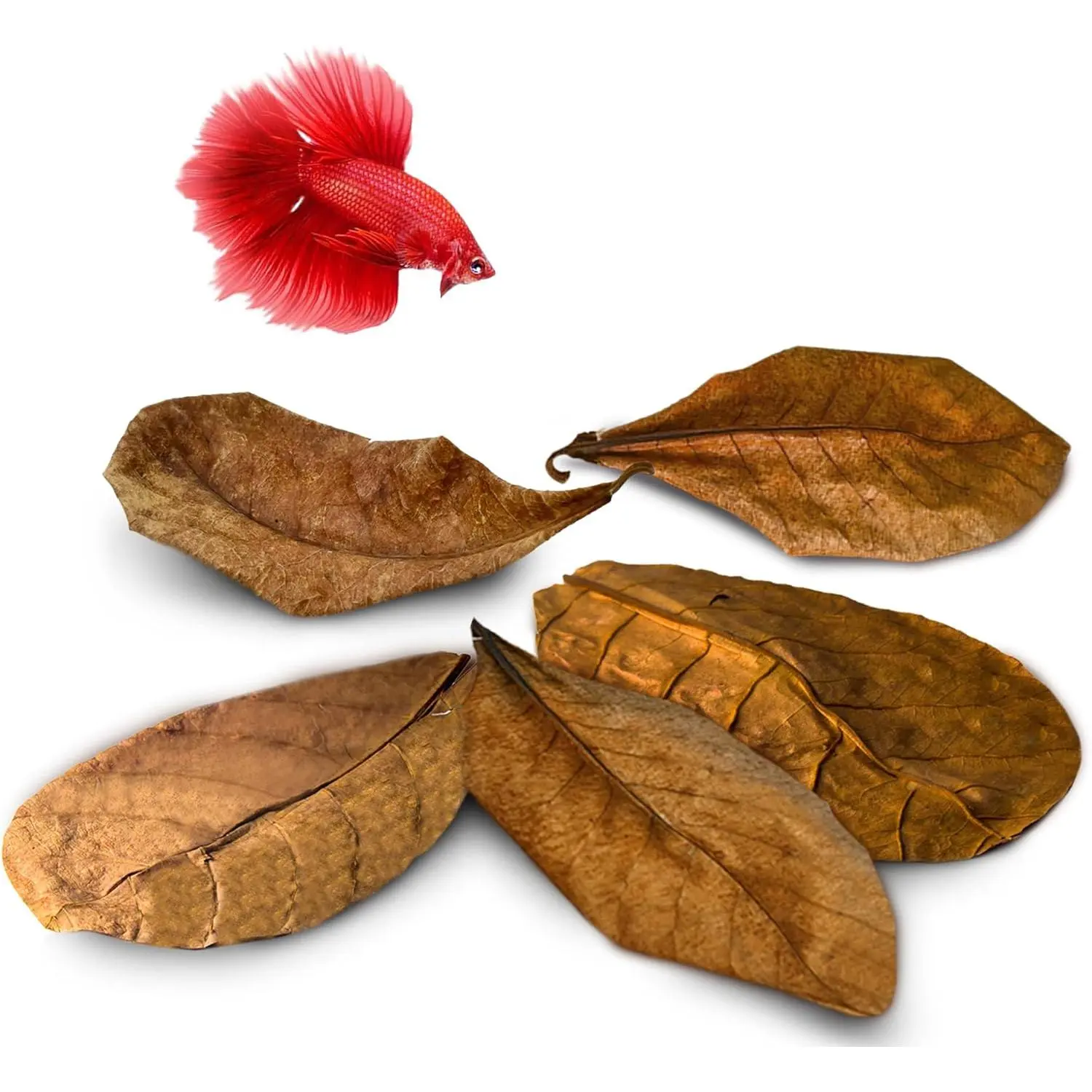 10 8-in Indian Almond (Catappa) Leaves for Betta Fish - Natural Aquarium Water Conditioner & Purifier, Adds Tannins, Lowers pH, Boosts Fin Growth, Enhances Color, Stress Relief, Softens Water, Supports Amazonian Tank Environment, Cleansing Properties, Aqu