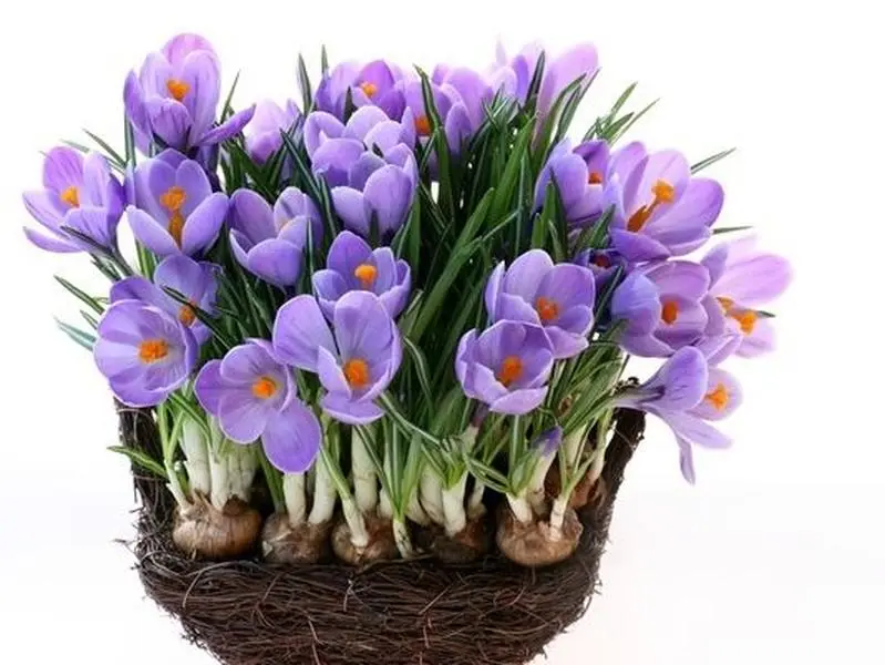 Crocus Sativus Bulbs - Saffron Flower Bulbs for Outdoor Grow, Hardy Bloomer, Perennial Flowers, Full Sun Planting