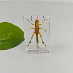 Real insect specimens, resin crafts, transparent insect amber ornaments, early childhood education exploration set