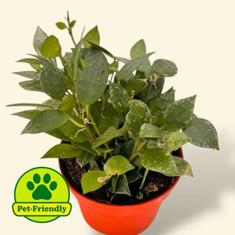 Hoya Eskimo 4” - Pet Safe Flowering House Plant