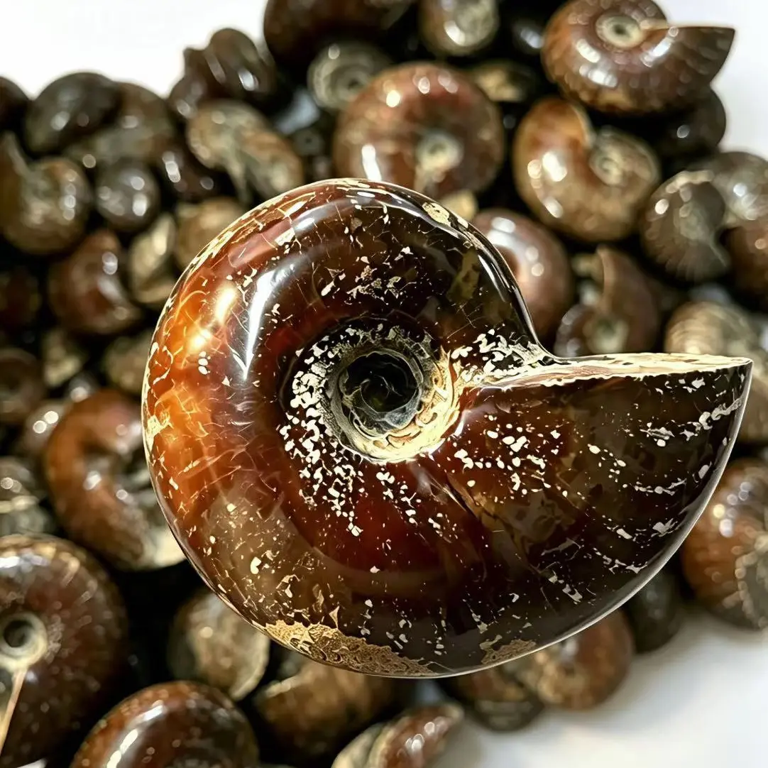 Ammonite Fossil Spiral Stone Crystal Healing Collectible