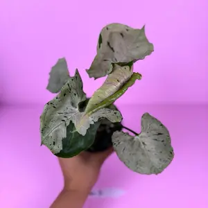 Syngonium Green Splash 4” | Rare Syngonium | Collector Plant