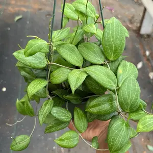 Hoya Fitchii 6 inch pot live plant