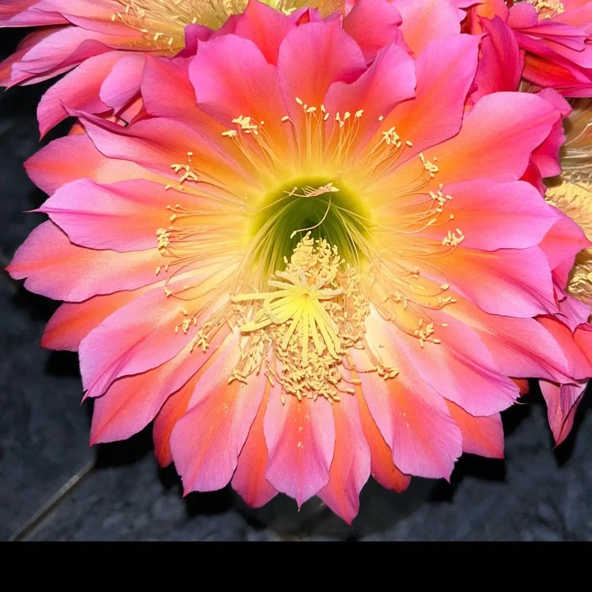 14 Inch,Huge! RARE! Trichocereus Hybrid, FLYING SAUCER, Extra Large Blooming, Healthy Rooted Cactus Plant