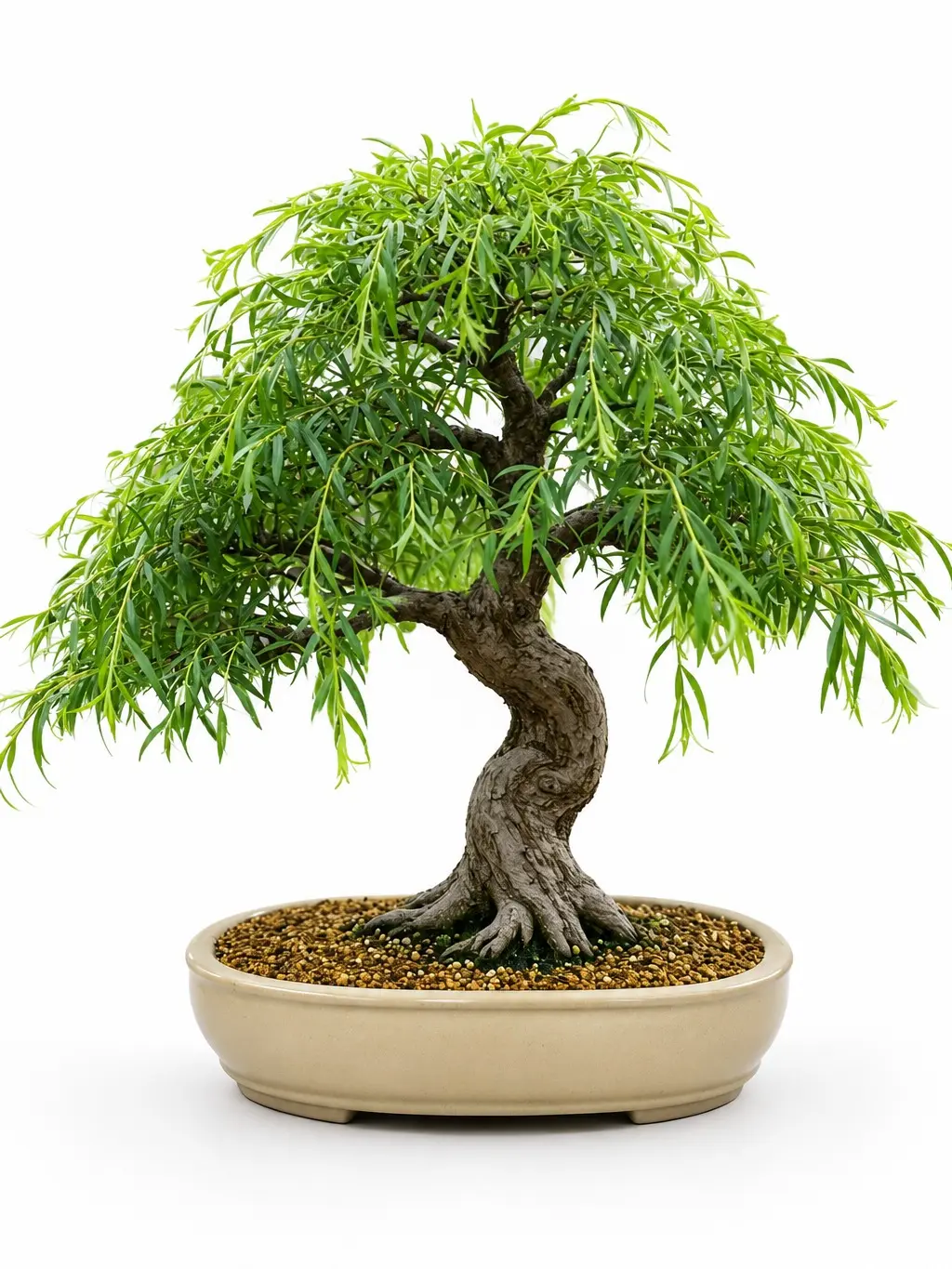 Bonsai Green Weeping Willow Tree Cutting - Thick Trunk Start, Dwarf Bonsai Material