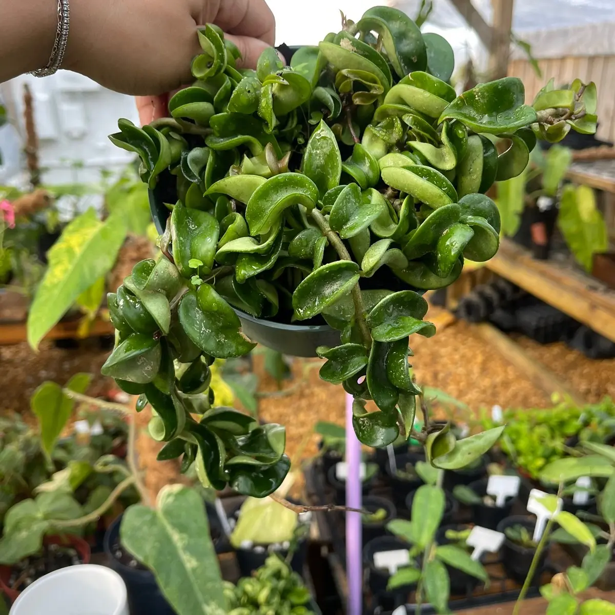 Hoya Compacta 6”
