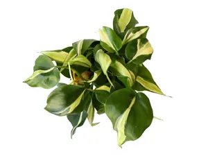 Philodendron Rio 4" Potted Live Plant - Philodendron hederaceum - Rare Silver Variegation - Heart-Leaf Philodendron - Easy Care Vining Plant - Collector's Aroid - Unique Interior Foliage - Low Maintenance - Fast Growing Houseplant