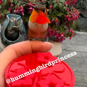 Personal Hummingbird hand feeder