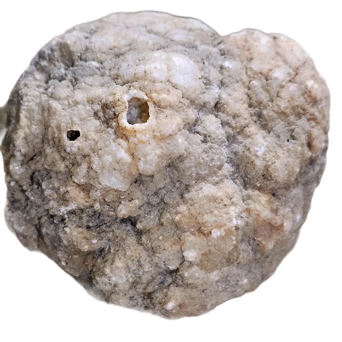 Crystallized Cephalopoda (Octopus) Geode Extremely Rare Fossil from 570-550 Million Years Ago