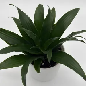 Dracaena Green jade 6" Pot - Live Tropical House Plant for Beginners, Easy-Care, Vibrant Greenery for Home Decor Variegated Houseplant