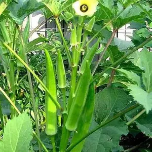 OKRA Seeds - Indian, Bhind, Gumbo - Ideal for Growing Healthy Vegetables