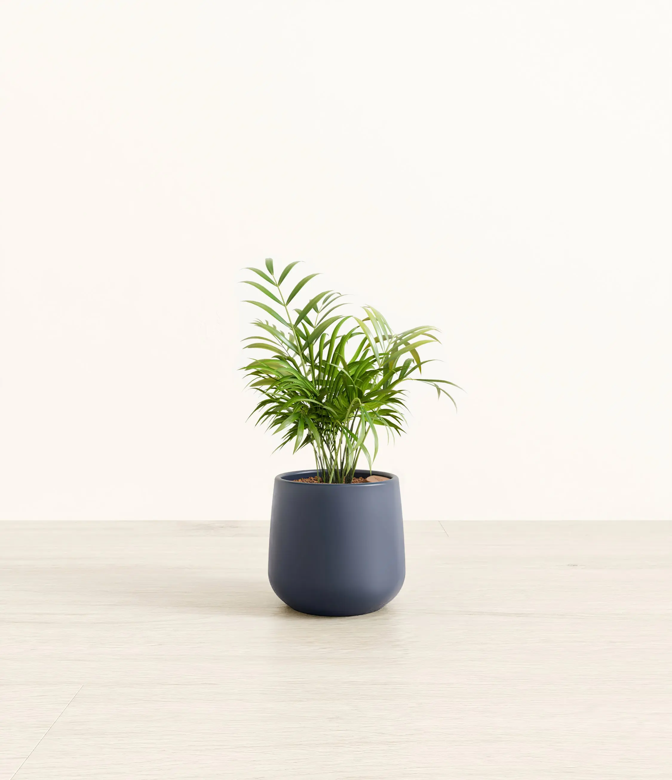 Parlor Palm