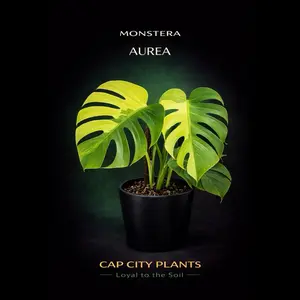 Monstera Aurea TC