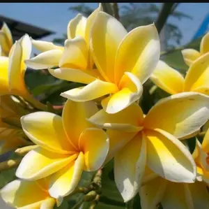 YELLOW Plumeria Frangipangi Top CUTTING