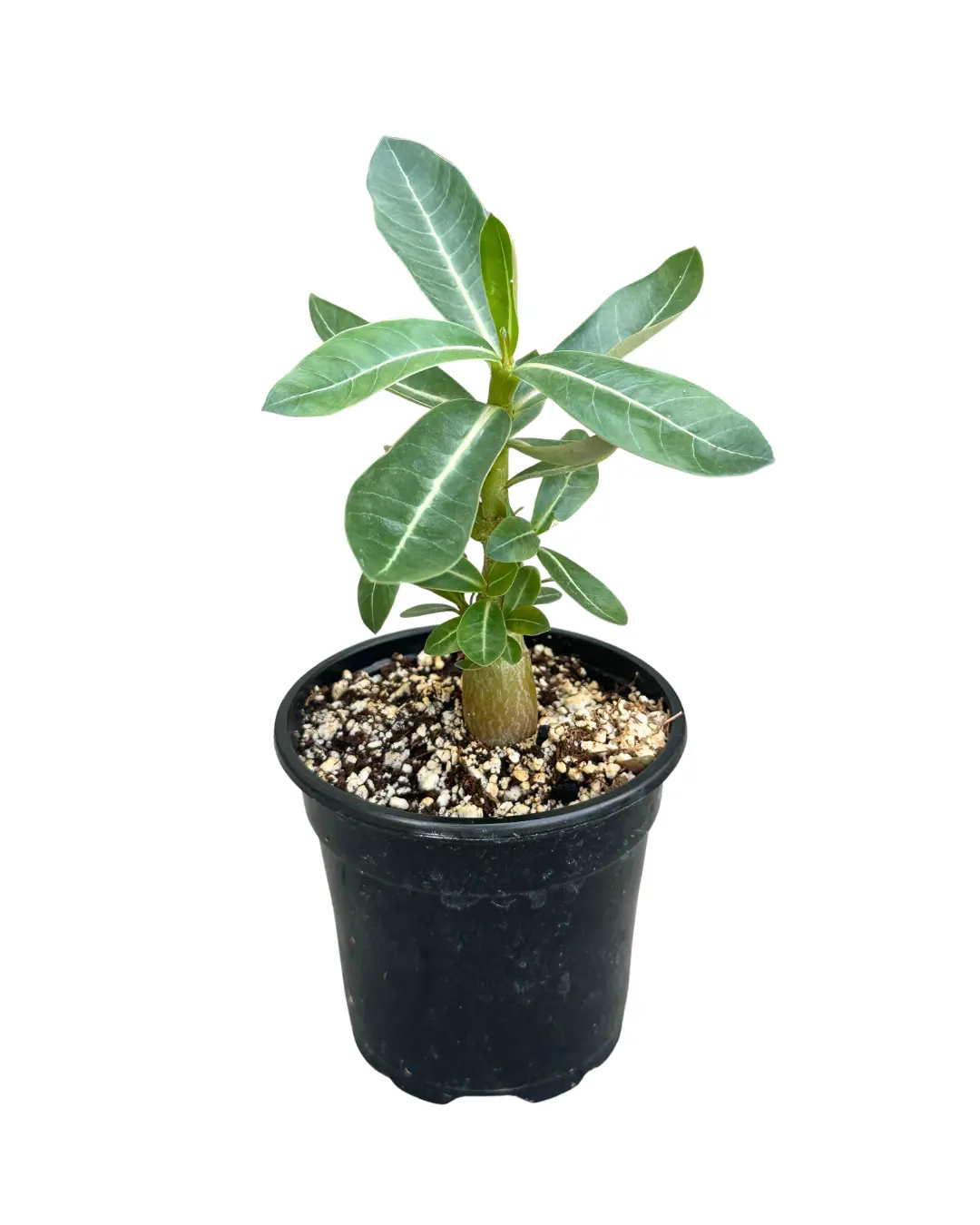 4" Desert Rose – Adenium Arabicum – Live Plant