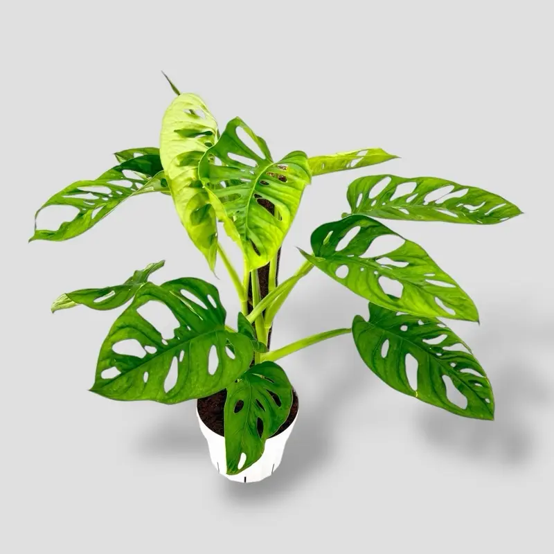 majesty philodendron Philodendron 'Majesty' main image 1