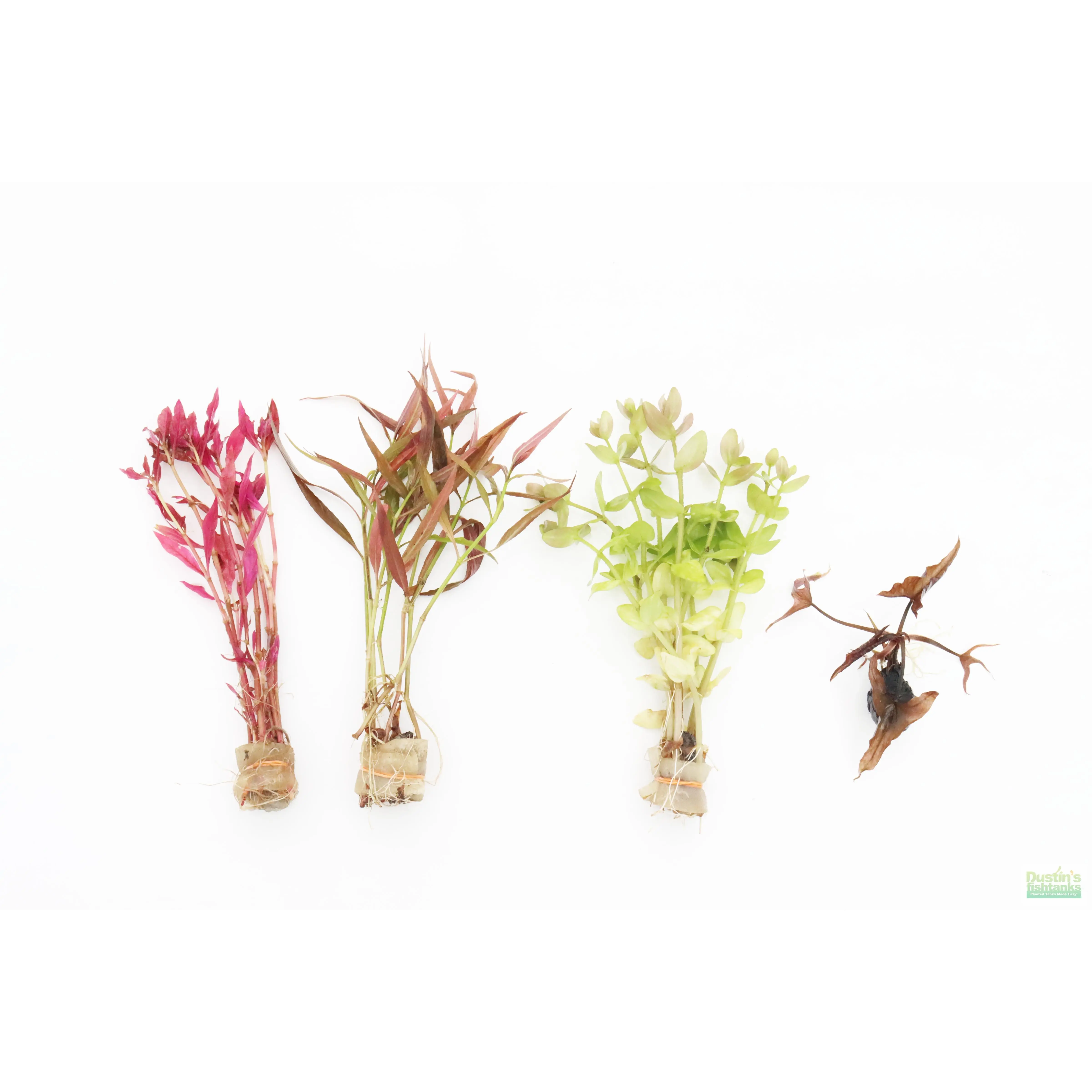 Easy Red Aquarium Plant Combo