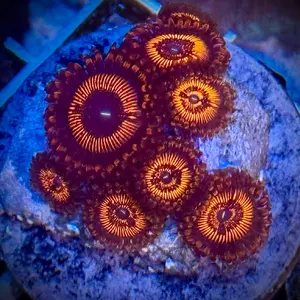 10 pack of zoas, softie coral, great for beginners, saltwater tank
