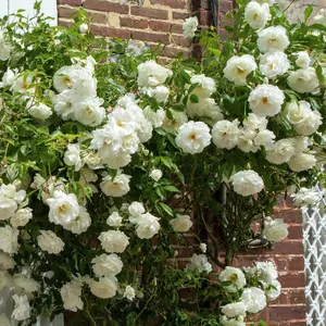Eden Climber® White Rose