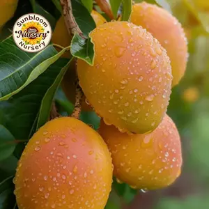 Mango tree seedlings, low maintenance, no geographical restrictions, ideal for small gardens and courtyards, indoor and outdoor potting